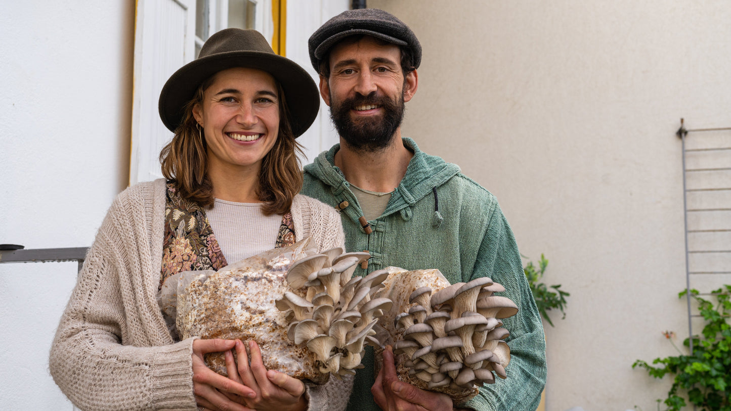 4 Pack - Premium Lion's Mane, Gold, Pink, and Blue Oyster Mushroom Fruiting Block Grow Kits - 20 LBS